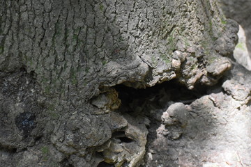 Wood Bark