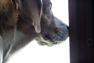 Close-up of beagle head. Dog is looking out.