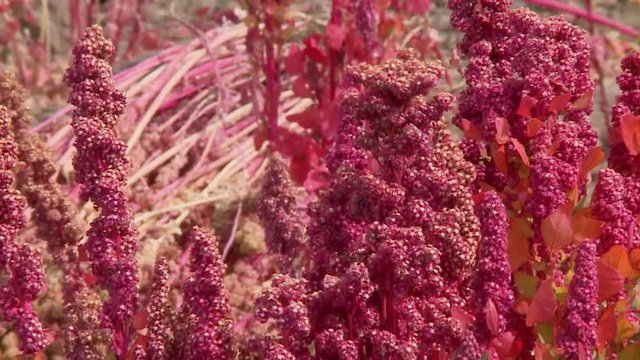 Close-up low-angle still shot of Andean traditional red quinoa plants at a local Altiplano farm, Uyuni, Bolivia