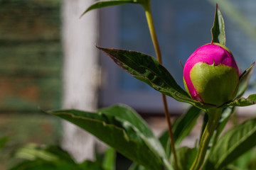 unopened Bud of peony in the garden