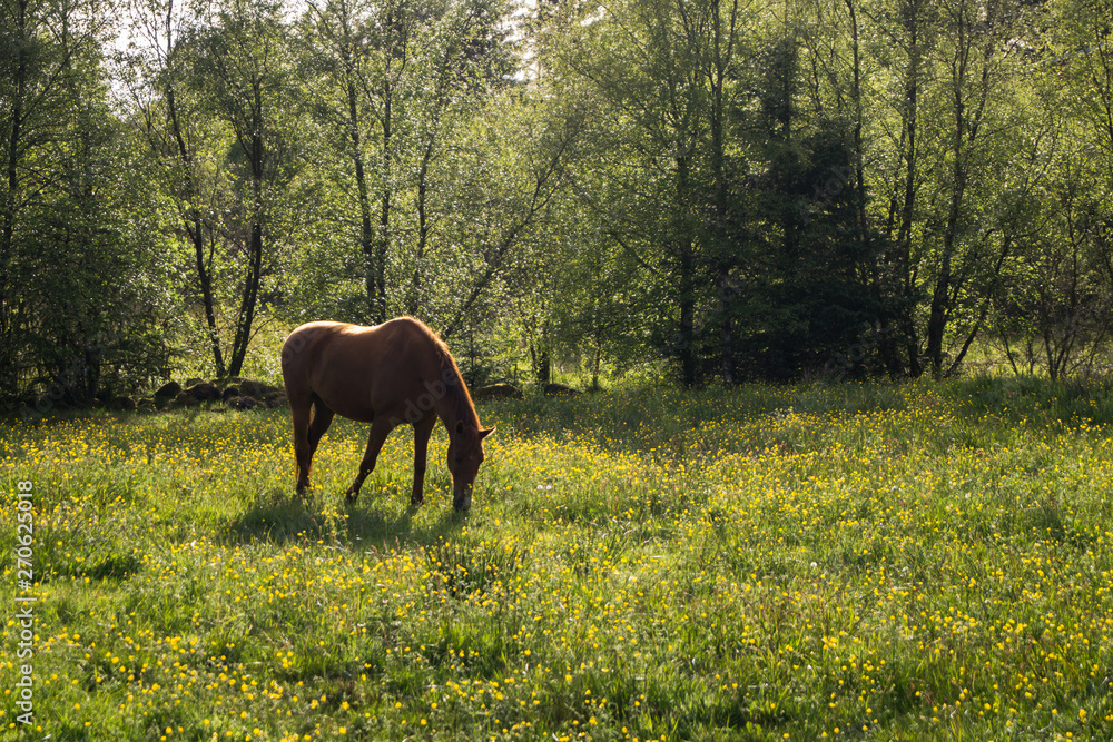 Wall mural horses in meadow with flowers eating grass, blue skies with clouds