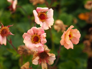 Fototapeta premium Beautiful pink geums flowering in a summer garden