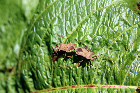 Lederwanzen bei der Paarung