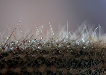 Closeup of a cactus with many spines.