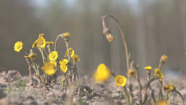 Unpretentious foalfoot (Tussilago farfara) growing right off the highway, roadside weeds. Cars in the background. Nature coexists with man, urban ecology