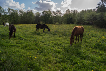 Horses in meadow with flowers eating grass, blue skies with clouds 