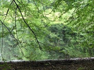 Refelection of a tree on a lake / Baumspiegelung auf See