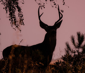 Silhouette of a black tailed Columbian Deer buck at twilight in the hills of Monterey, California.   - obrazy, fototapety, plakaty