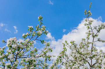 Blooming apple tree against blue sky with copy space