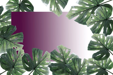 Fototapeta premium Creative layout made of colorful tropical leaves on white background. Minimal summer exotic concept with copy space. Border arrangement.