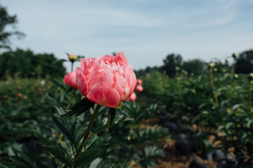 Beautiful Salmon Dream peony flower blooming in the garden. Peonies in bloom © Iryna