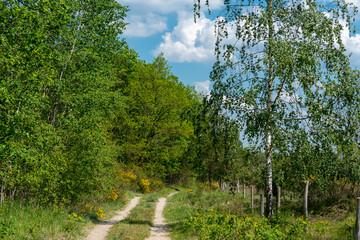 Fototapety  Hiking path in german nature reserve  Ferbitzer Bruch