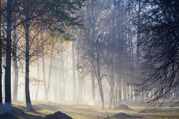 fog in autumn forest