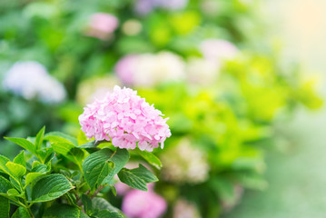 Beautiful flowers colorful In spring garden