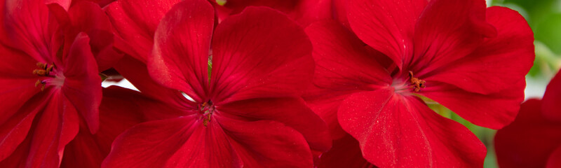 Beautiful background of blossom red geranium plant