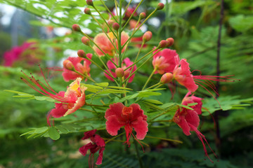 Tropical pink flower.