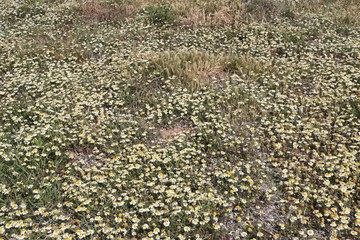 Prati in fiore