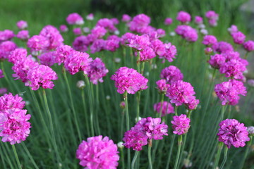 Armeria maritima, sea thrift, pink flowers bloom in the morning sunlight