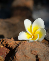Fototapeta na wymiar Tropical flower plumeria at brown stone