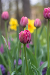 Fototapeta premium Spring flowers pink tulips. beautiful pink flowers.