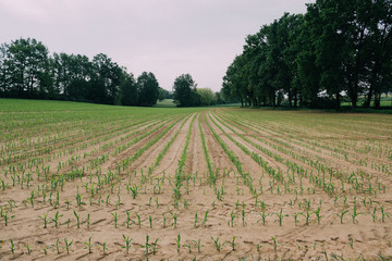 Young green maize corn sprouts growing in cultivated agricultural farm field. Cornfield rustic landscape