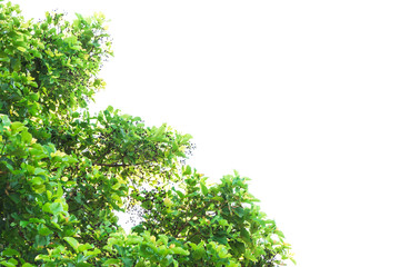 Obraz premium Bright leaves are bright green and bunches