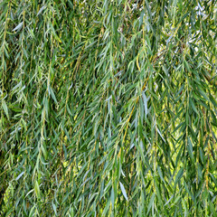 Green leaves background. Foliage. Willow tree. Nature backdrop. Close up.  Nice urban plants. Summer landscape. Amazing public gardens.