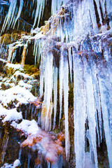 Icicles inside of the forest