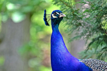 Peacock Pavo Cristatus Head Closeup Portrait