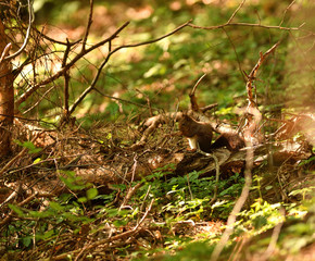 squirrel climbs the leaves on the ground in the forest and looks for food