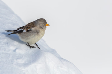 isolated snowfinch bird (montifringilla nivalis) standing in snow