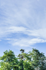 Fototapeta premium The background image of the sky and trees