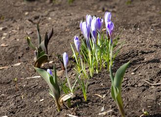 Primroses. Crocuses. With the arrival of April in the garden begin to bloom spring primroses. And among them a special charm and attractiveness bring plants such as Crocus.