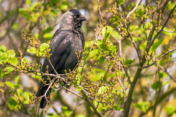The Jackdaw is a small, black crow with a distinctive silvery sheen to the back of its head
