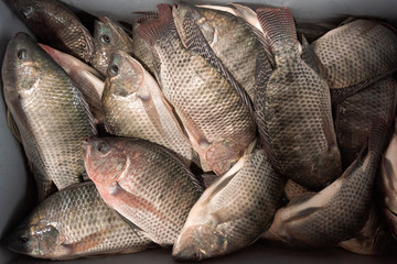 fresh fish in the market