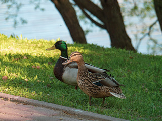 Two ducks walk in the city Park, Drake and duck.