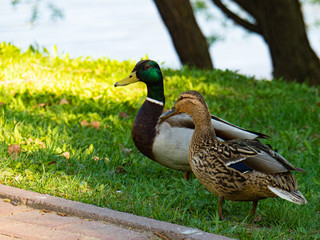 Two ducks walk in the city Park, Drake and duck.