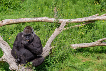 Gorilla