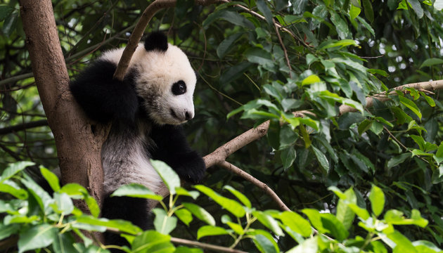 lovely giant panda bear cub in the tree