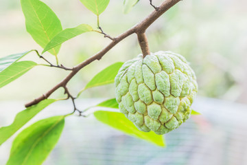 fresh green custard apple fruit on the tree