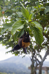 Large Flying Fox (Pteropus vampyrus) hanging in a tree at Bali Indonesia