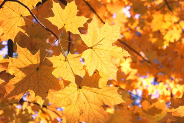 Fototapeta na wymiar Bright yellow maple leaves close-up in autumn forest against backlight of sun