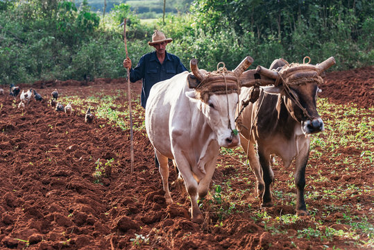 Farmer and Oxen Plow Tobacco Field.