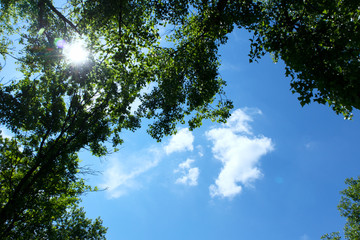 Sunlight through trees