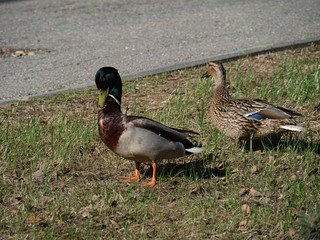 Two ducks walk in the city Park, Drake and duck.