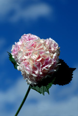 Pink flower hydrangea, hortensia against cloudy and blue sky.