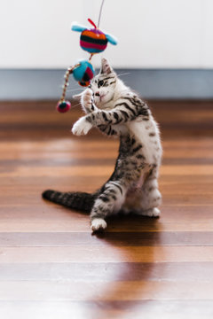 kitten playing with toy