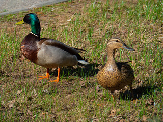Two ducks walk in the city Park, Drake and duck.