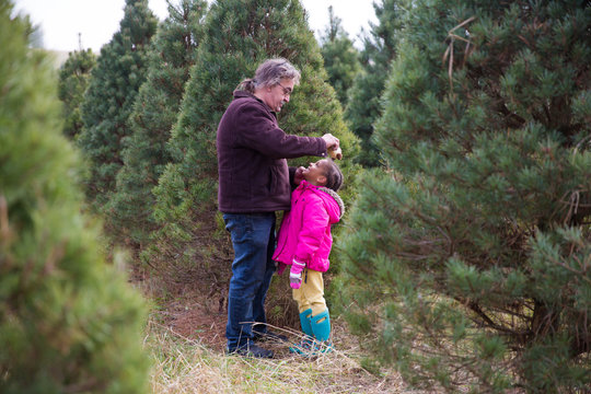 Portrait of a grandfather helping his granddaughter put on her earmuffs as the stand outdoors between rows of Christmas trees