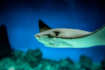 A funny stingray swims in an aquarium